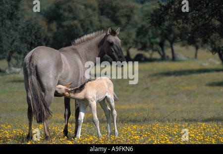 Sorraia (Equus przewalskii f. caballus), mare allaite son poulain Banque D'Images