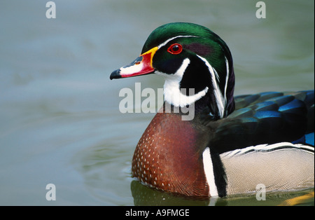 Le Canard branchu (Aix sponsa), homme Banque D'Images