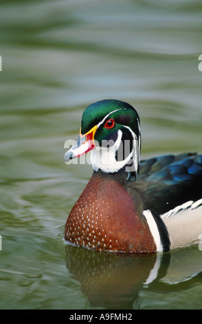 Le Canard branchu (Aix sponsa), homme Banque D'Images