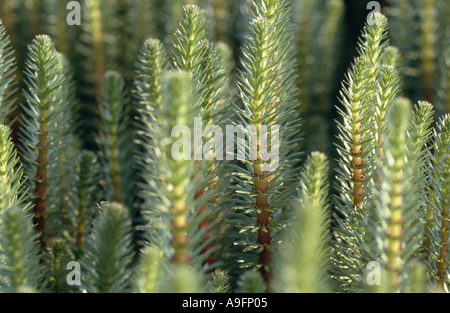 La mare, la mare commune (Hippuris vulgaris). Banque D'Images