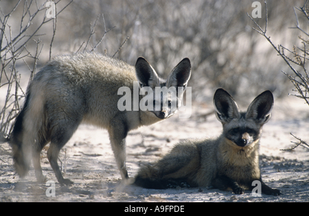 Bat-eared fox (Otocyon megalotis), en couple, en Afrique du Sud, le parc transfrontalier Kgalagadi NP, août 03. Banque D'Images