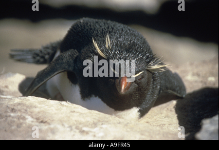 Rockhopper Penguin (Eudyptes chrysocome), reposant sur une pierre, Falkland Island, l'île de Sea Lion, Rockhopper Point, Jan 04. Banque D'Images