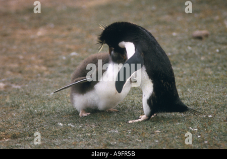 Rockhopper Penguin (Eudyptes chrysocome), nourrir le poussin, Îles Falkland Island, l'Île Saunders, le cou, Mar 04. Banque D'Images
