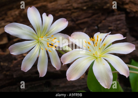 Fleur, Tweedy's LEWISIA (Lewisia tweedyi) WENATCHEE ROCK ROSE, de l'est des Cascades WA PEUT Banque D'Images