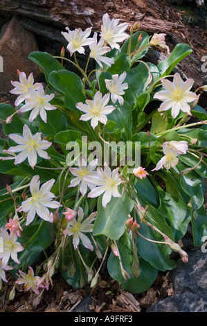 Fleur, Tweedy's LEWISIA (Lewisia tweedyi) WENATCHEE ROCK ROSE, de l'est des Cascades WA PEUT Banque D'Images