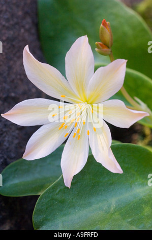 Fleur, Tweedy's LEWISIA (Lewisia tweedyi) WENATCHEE ROCK ROSE, de l'est des Cascades WA PEUT Banque D'Images