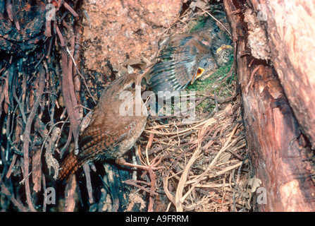 Le Troglodyte mignon, Troglodytes troglodytes. Des profils sur son nid avec les poussins Banque D'Images