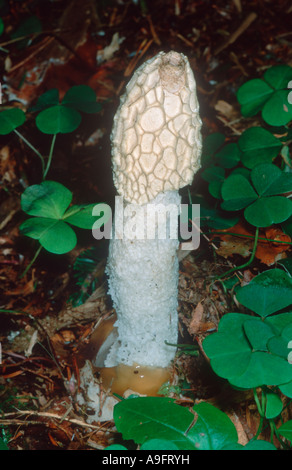 Phalle impudique commun, Phallus impudicus. Organe de fructification sur sol forest Banque D'Images
