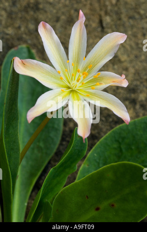 Fleur, Tweedy's LEWISIA (Lewisia tweedyi) WENATCHEE ROCK ROSE, de l'est des Cascades WA PEUT Banque D'Images