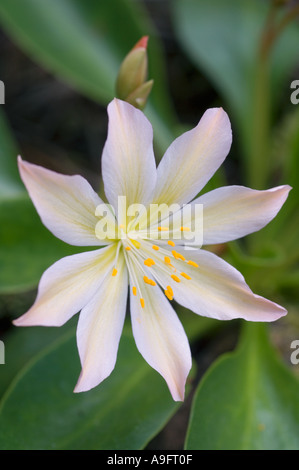 Fleur, Tweedy's LEWISIA (Lewisia tweedyi) WENATCHEE ROCK ROSE, de l'est des Cascades WA PEUT Banque D'Images