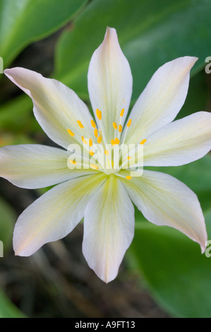 Fleur, Tweedy's LEWISIA (Lewisia tweedyi) WENATCHEE ROCK ROSE, de l'est des Cascades WA PEUT Banque D'Images