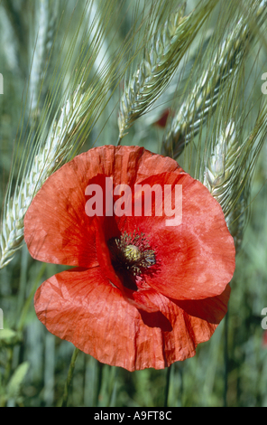 Pavot coquelicot, commun, rouge coquelicot (Papaver rhoeas), même s'épanouir à l'avant du seigle, de l'Allemagne, les oreilles Oberbayern Banque D'Images