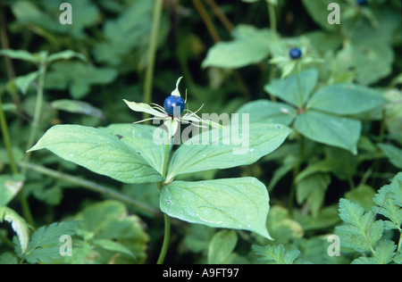 Herb-paris, paris Paris quadrifolia (herbe), les plantes à fruits, en Allemagne, en Bavière Banque D'Images