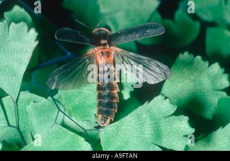Glow-worm, Lampyris noctiluca. Homme avec des ailes ouvrir Banque D'Images