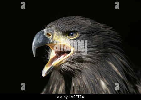 L'aigle royal (Aquila chrysaetos), criant Banque D'Images