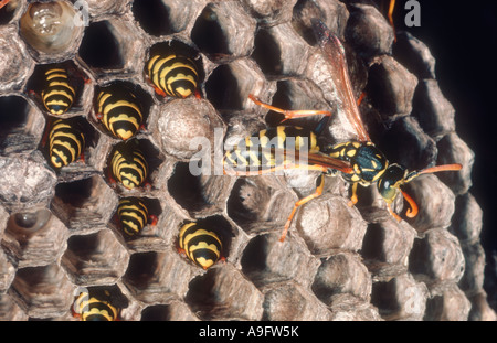 Les Guêpes Polistes gallicus, papier. Close up of groupe travaillant dans nid de guêpes Banque D'Images