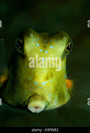 Longhorn cowfish Lactoria cornuta), (portrait, Indopacific Banque D'Images