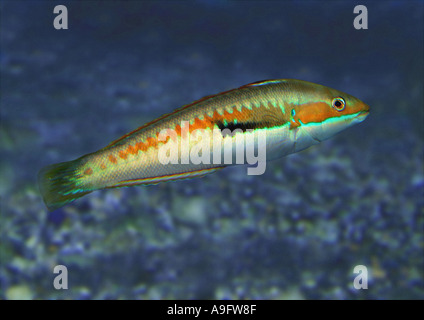 Rainbow wrasse (Coris julis), mer Méditerranée, Mer Noire, l'Atlantique Est Banque D'Images