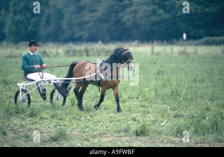 Poney Welsh, Section A, Welsh-Mountain-, poney Welsh Mountain Pony (Equus przewalskii f. caballus), tirant sulki Banque D'Images