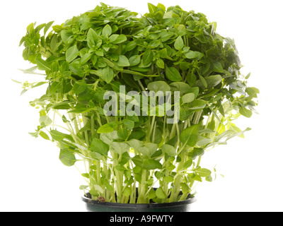 Pot de fines herbes fraîches Basilic grec sain isolé sur un fond blanc avec aucun peuple Banque D'Images