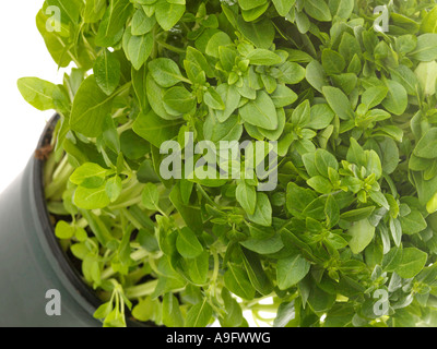 Pot de fines herbes fraîches Basilic grec sain isolé sur un fond blanc avec aucun peuple Banque D'Images