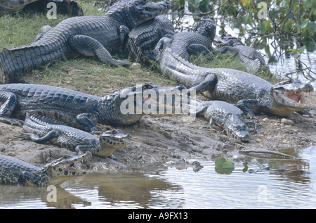 Caïman à lunettes (Caiman crocodilus), de nombreuses personnes à la rive du fleuve, au Brésil, Pantanal, Mato Grosso Banque D'Images