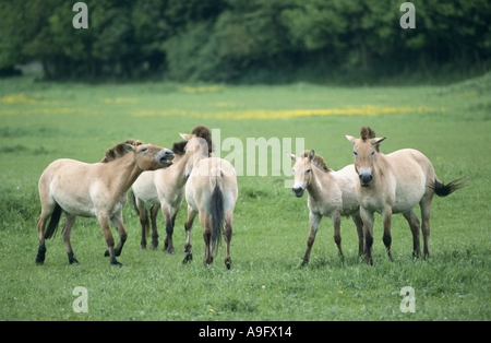 Le cheval de Przewalski (Equus) przewalski, troupeau au pâturage Banque D'Images