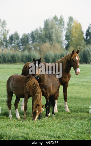 Gueldre cheval, Gelderlander (Equus przewalskii f. caballus), mare avec deux jeunes chevaux au pâturage permanent Banque D'Images