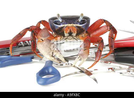 Crabe arc-en-ciel, arc-en-ciel de l'Afrique de l'Ouest (crabe Cardisoma armatum), avec des ciseaux Banque D'Images