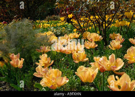 Fleurs de Printemps en fleurs à Pashley Manor, East Sussex Banque D'Images