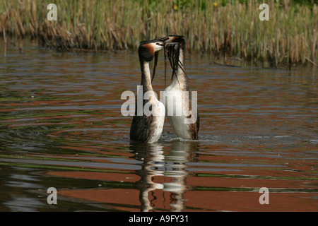 Grèbe huppé (Podiceps cristatus), une cour, ainsi appelé penguin-danse, Pays-Bas Banque D'Images