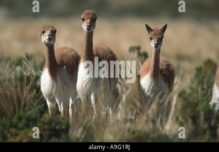 La vigogne (Vicugna vicugna), trois individus, Pérou, Pampa galeras Banque D'Images