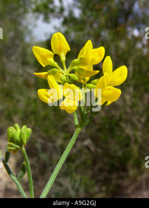 Scorpion à feuilles étroites (Coronilla juncea-vesce), les fleurs, l'Espagne, Majorque Banque D'Images