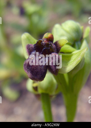 Fowered soyeux (ophrys Ophrys bombyliflora), oranger, unique en Espagne, Majorque Banque D'Images