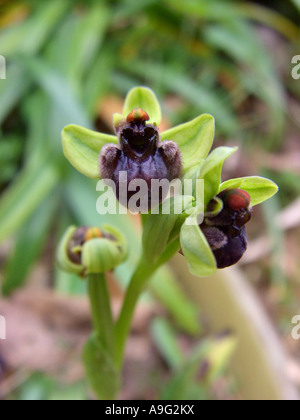 Fowered soyeux (ophrys Ophrys bombyliflora), seule plante en fleurs, l'Espagne, Majorque Banque D'Images