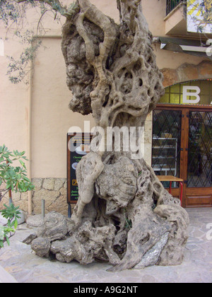 Olivier (Olea europaea ssp. sativa), arbre étrange devant un magasin, l'Espagne, Majorque, Valdemossa Banque D'Images