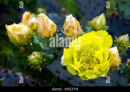 Fleurs de cactus Banque D'Images