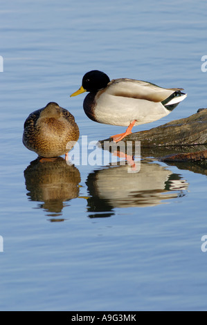 Le Canard colvert (Anas platyrhynchos), mâle et femelle perché sur une branche en eau, Allemagne, Rhénanie du Nord-Westphalie Banque D'Images