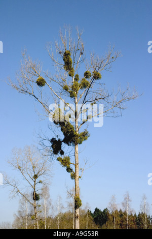 Le gui (Viscum album subsp. album), un groupe de personnes sur un arbre, l'Allemagne, Bade-Wurtemberg Banque D'Images