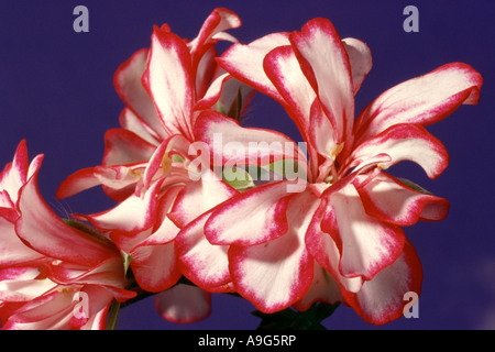 Géranium (Pelargonium spec.), avec des fleurs blanc-rose Banque D'Images