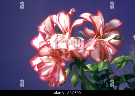 Géranium (Pelargonium spec.), avec des fleurs blanc-rose Banque D'Images