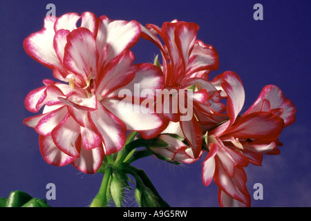 Géranium (Pelargonium spec.), avec des fleurs blanc-rose Banque D'Images