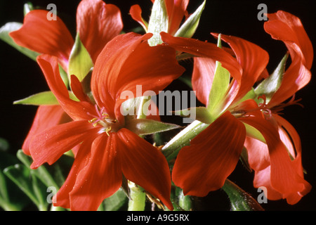 Géranium (Pelargonium spec.), fleurs Banque D'Images