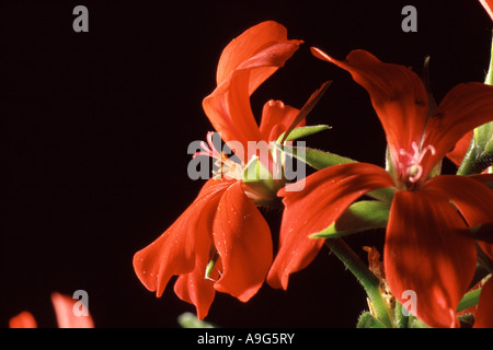 Géranium (Pelargonium spec.), fleur Banque D'Images