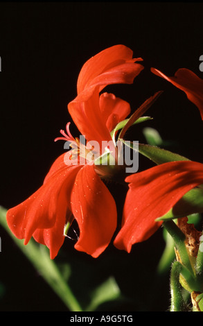 Géranium (Pelargonium spec.), fleur Banque D'Images