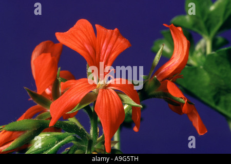 Géranium (Pelargonium spec.), avec les fleurs rouges Banque D'Images