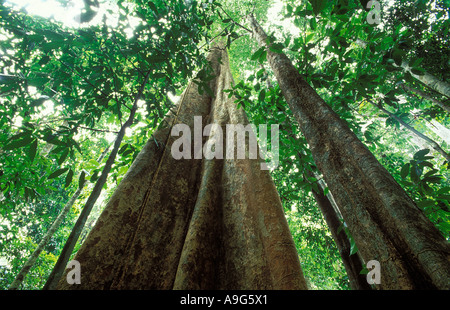 La Malaisie Langkawi rainforest primaire Banque D'Images