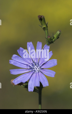 Les marins bleu commun, chicorée, wild succory (Cichorium intybus), inflorescence, Allemagne, Bade-Wurtemberg Banque D'Images