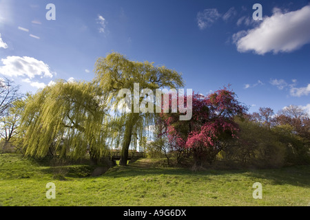 Gris nain saule (Salix tristis), de fleurs de cerisier d'ornement, l'Allemagne, Brandebourg, Boitzenburg Banque D'Images