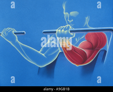 Illustration des droits de l'Anatiomy les muscles des bras Banque D'Images